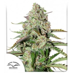 Dutch Passion - Auto Colorado Cookies
