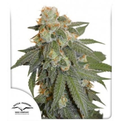 Dutch Passion - Auto Orange Bud