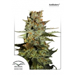 Dutch Passion - Auto Blueberry