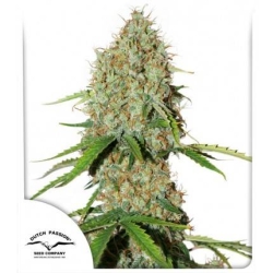 Dutch Passion - Auto Brooklyn Sunrise®