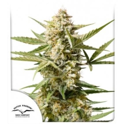 Dutch Passion - Auto Cinderella Jack