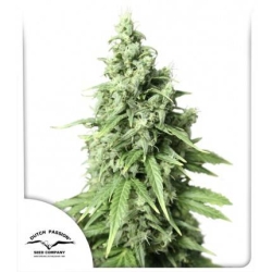 Dutch Passion - Auto Durban Poison