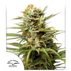 Dutch Passion - Auto White Widow
