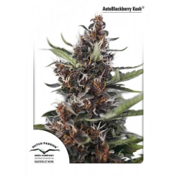 Dutch Passion - Auto Blackberry Kush