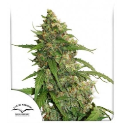 Dutch Passion - Auto CBD Compassion Lime