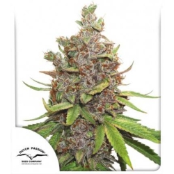 Dutch Passion - Auto Glueberry O.G.