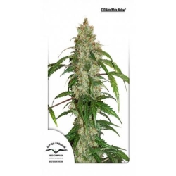 Dutch Passion - Auto CBD White Widow