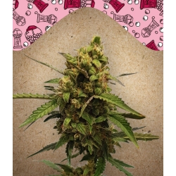 Female Seeds - Auto Bubble