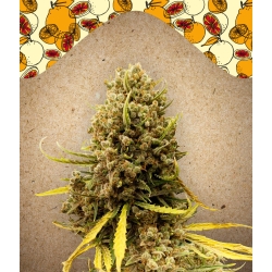 Female Seeds - Grapefruit