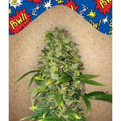 Female Seeds - Auto AK