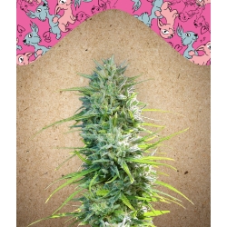 Female Seeds - SexBud