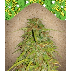 Female Seeds - Auto Speed Bud