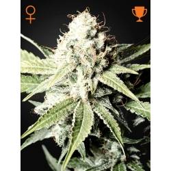 Green House Seed - Great White Shark