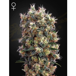 Green House Seed - The Church