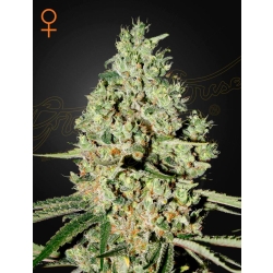 Green House Seed - Super Critical