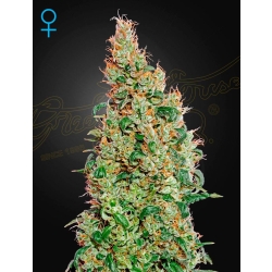 Green House Seed - Green-O-Matic