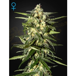 Green House Seed - Jack Herer Auto