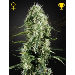 Green House Seed - Super Silver Haze