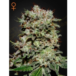 Green House Seed - Kalashnikova