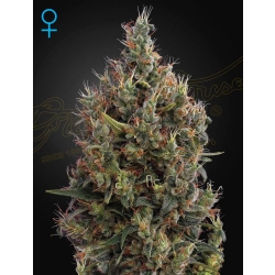 Green House Seed - Big Bang Auto