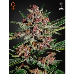 Green House Seed - Bubba Kush