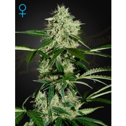 Green House Seed - Northern Lights Auto
