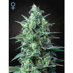 Green House Seed - White Widow Auto CBD