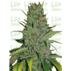 LifeSeeds - Auto BubbleGum