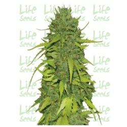 Life Seeds - AK 47 (77)