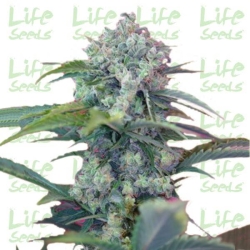 LifeSeeds - Auto Caramel