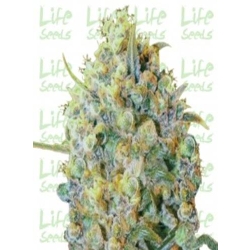 LifeSeeds - BigBud