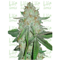 LifeSeeds - Auto Chocolope