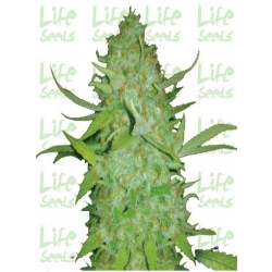 Life Seeds - Auto AK 47 (77)
