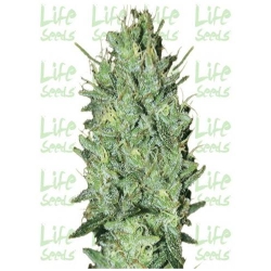 Life Seeds -  Amnesia Haze