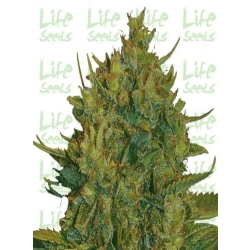 LifeSeeds - Auto BigBud