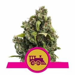 Royal Queens Seeds - Candy Kush Express (Fast Flowering)