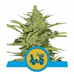 Royal Queens Seeds - Fast Eddy Automatic CBD