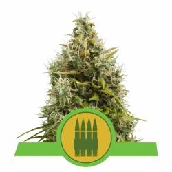 Royal Queens Seeds - Royal AK Automatic
