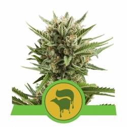 Royal Queens Seeds - Sweet Skunk Automatic