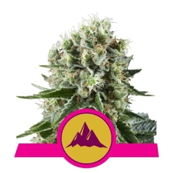 Royal Queens Seeds - Critical Kush