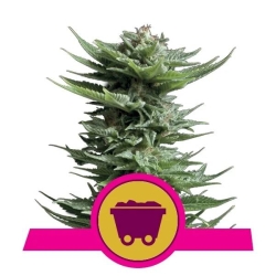 Royal Queens Seeds - Shining Silver Haze