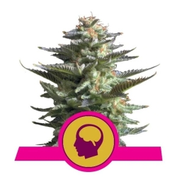 Royal Queens Seeds - Amnesia Haze