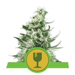 Royal Queens Seeds - Royal Critical Automatic