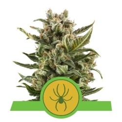 Royal Queens Seeds - White Widow Automatic