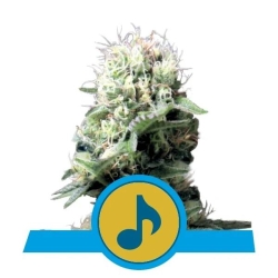 Royal Queens Seeds - Medical Mass