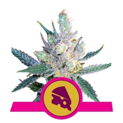 Royal Queens Seeds - Royal Cheese (Fast Flowering)