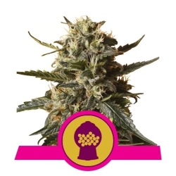Royal Queens Seeds - Bubblegum XL