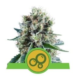Royal Queens Seeds - Bubble Kush Automatic