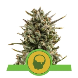 Royal Queens Seeds - Amnesia Haze Automatic