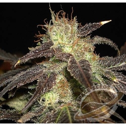 Space Seeds - AUTO Space Diesel